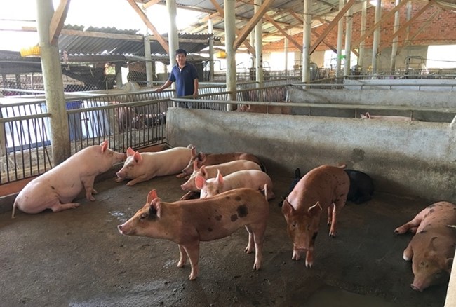 Bình Dương: Giá thịt lợn tăng cao, nông dân mong muốn chính quyền địa phương hỗ trợ tái đàn sớm (15/12/2019)